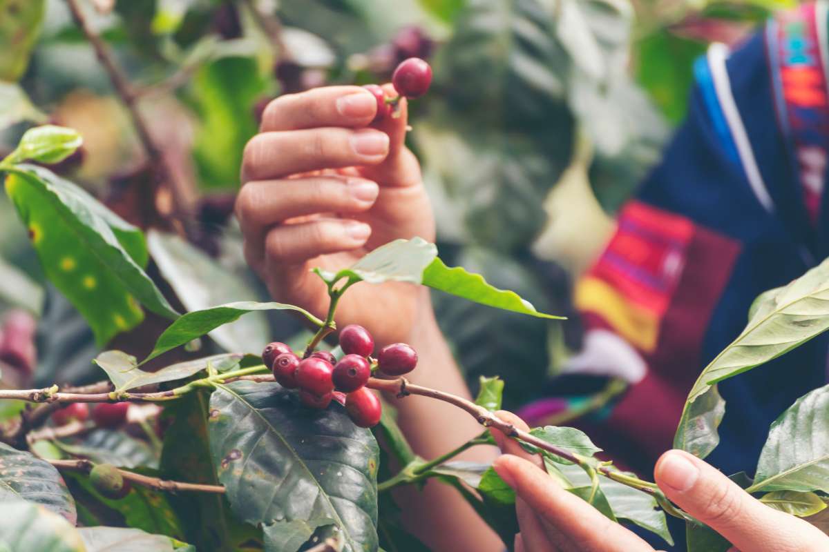 Ethically Sourced Coffee plant