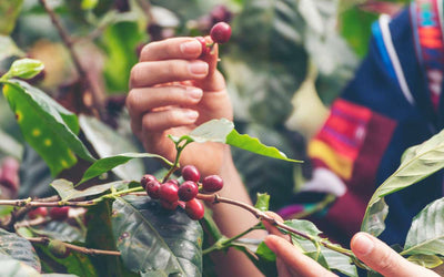 What Does Ethically Sourced Coffee Actually Mean?