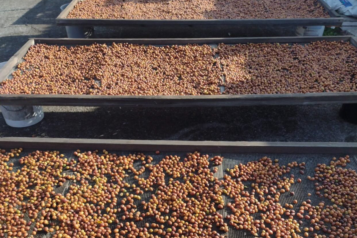 Where Do Coffee Beans Come From? From Farm to Mug