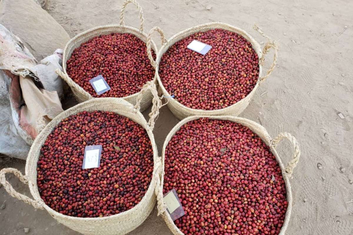 Yemen Coffee Pricing Explained: What Influences the Cost?