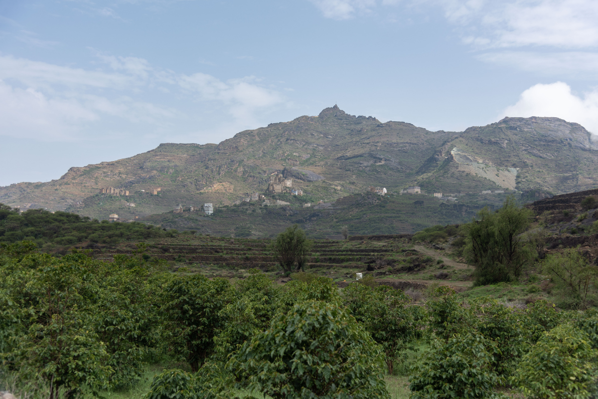 Haraz Mountains Coffee: The Region Behind Yemen’s Best Beans