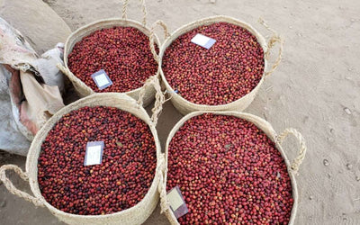 Yemen Coffee Pricing Explained: What Influences the Cost?