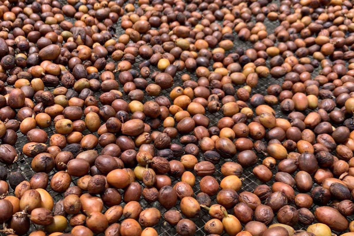 raw-coffee-beans