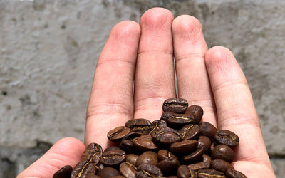 Coffee Processing: A Guide To Washed, Honey & Natural Methods