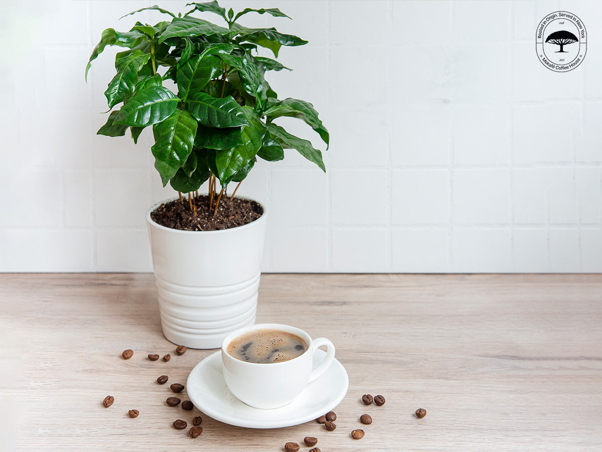 How To Grow A Coffee Plant At Home