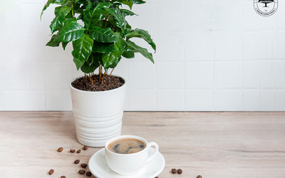 How To Grow A Coffee Plant At Home