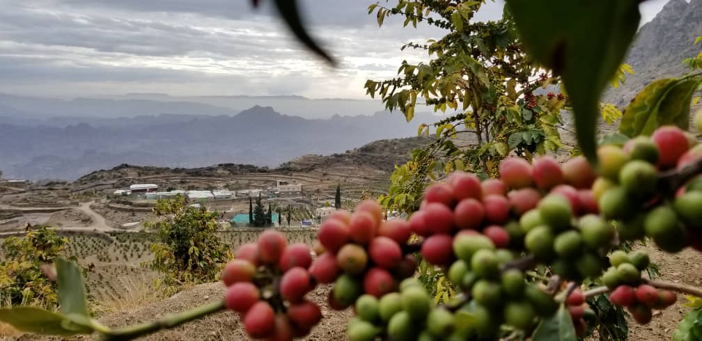 Yemeni Coffee Beans: A Symphony of Aroma, Taste & History