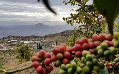 Yemeni Coffee Beans: Flavor, History, and Traditional Brewing Guide