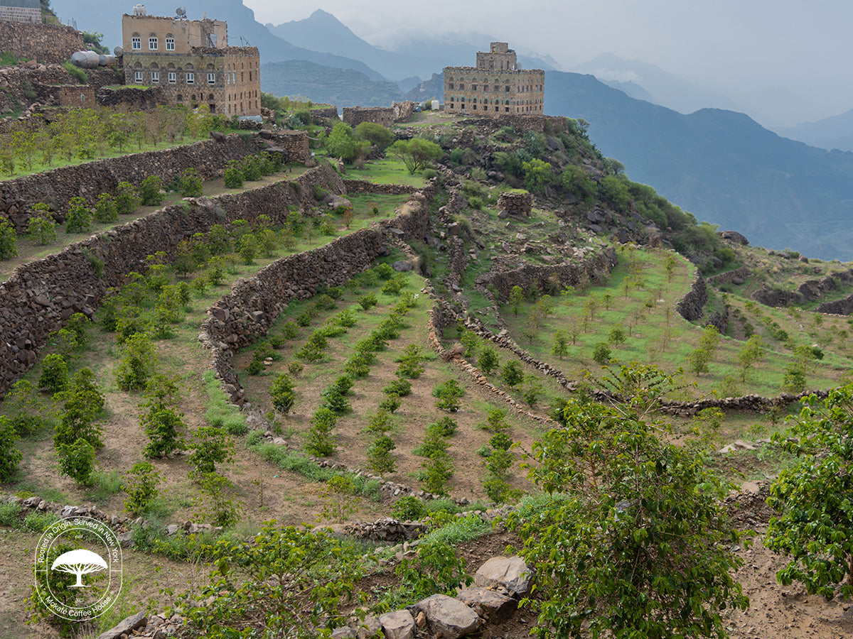 4 Unique Yemen Coffee Beans You Need To Try