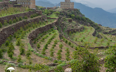 4 Unique Yemen Coffee Beans You Need To Try