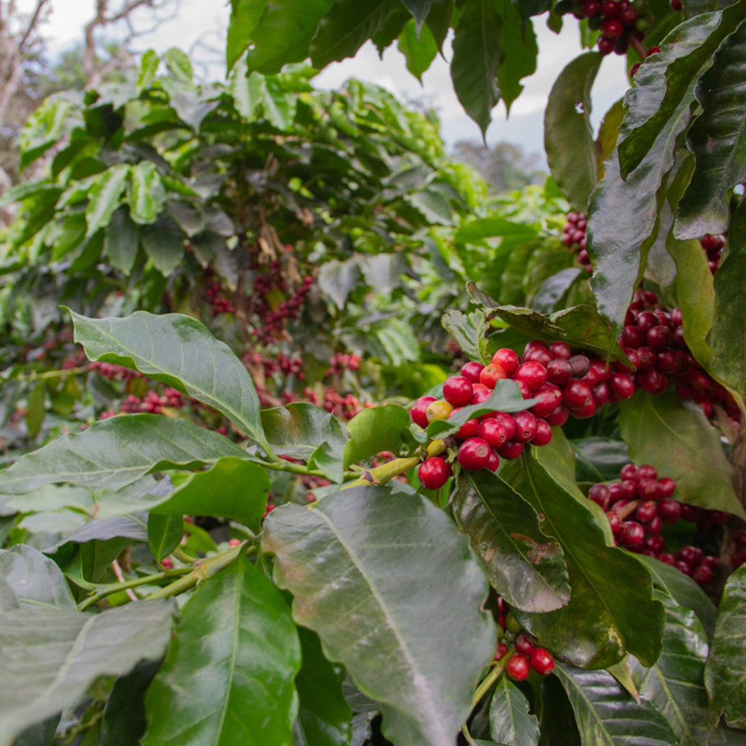 How Is Coffee Made: Exploring The Journey From Seed to Cup