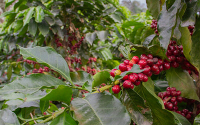 How Is Coffee Made: Exploring The Journey From Seed to Cup