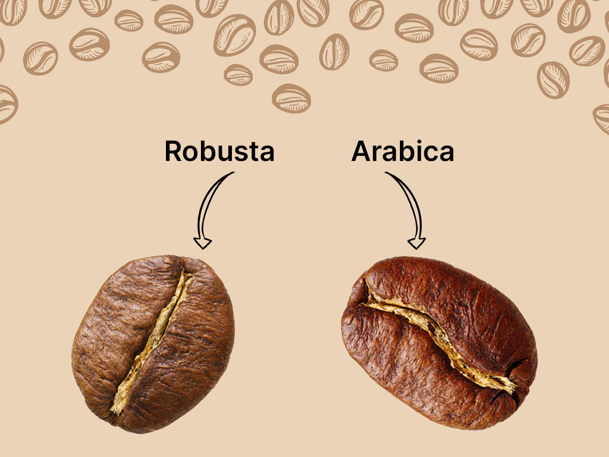 Arabica vs. Robusta: Coffee Beans Battle Royale (Flavor, Caffeine, & More!)