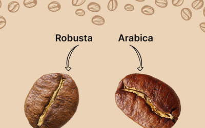 Arabica vs. Robusta: Coffee Beans Battle Royale (Flavor, Caffeine, & More!)