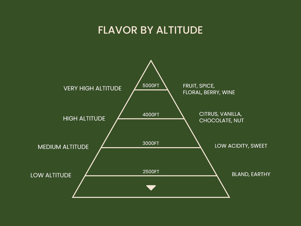 How Altitude and Climate Shape Specialty Coffee Bean Quality