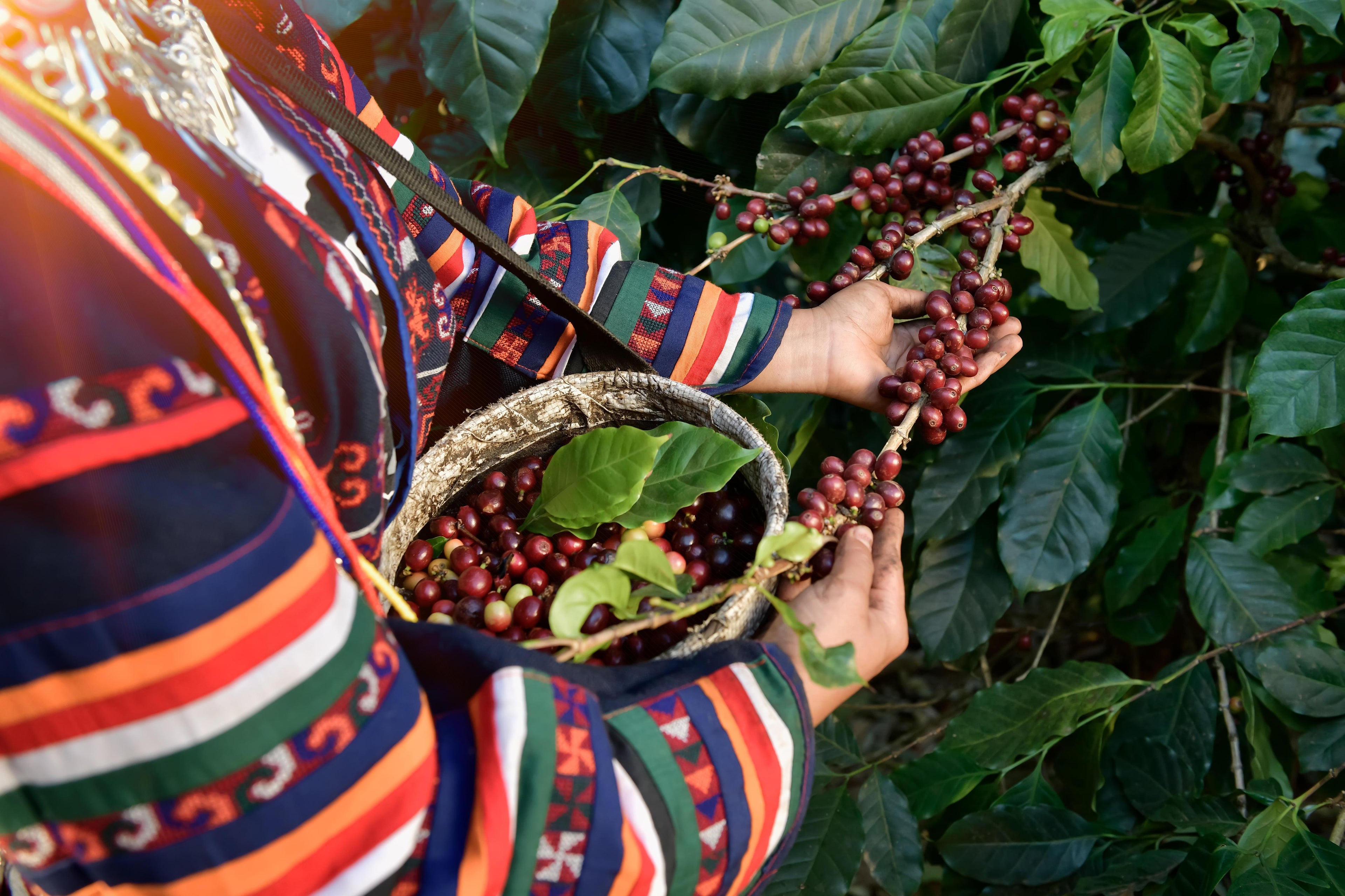 5 Must-Try Guatemala Coffees