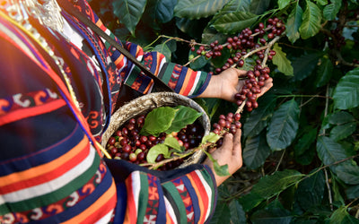 5 Must-Try Guatemala Coffees